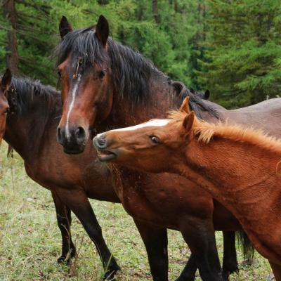 Алтайская лошадь