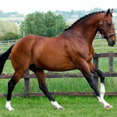 Англо-норманская лошадь 